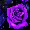 Purple Rose Flower paint by numbers