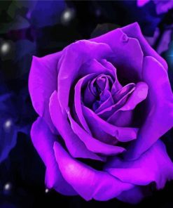 Purple Rose Flower paint by numbers