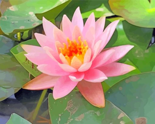 Water Lily Flower paint by numbers