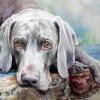 Adorable Weimaraner paint by numbers