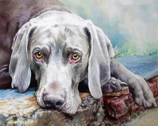 Adorable Weimaraner paint by numbers