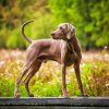 Aesthetic Weimaraner Dog paint by numbers