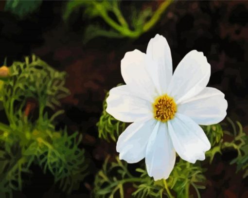 White Cosmos Flower paint by numbers