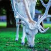 White Deer Eating Grass paint by numbers