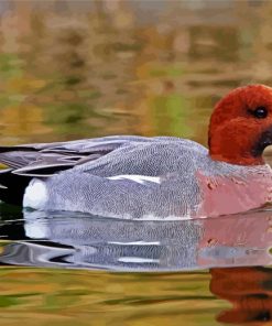 Wigeon Bird paint by numbers