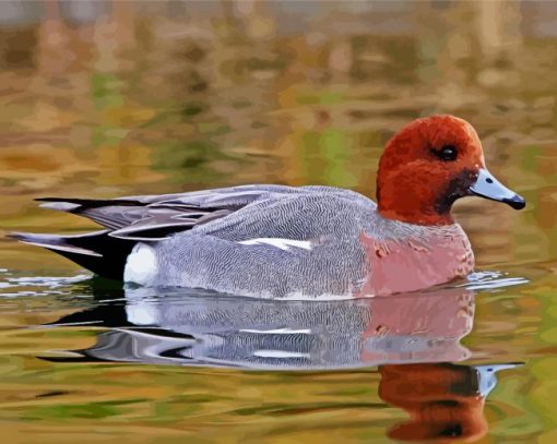 Wigeon Bird paint by numbers
