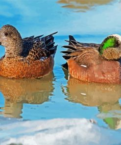 Americans Wigeon Birds paint by numbers