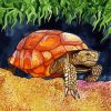 Wild Tortoise Art paint by numbers