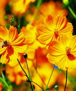 Yellow Cosmos Flowers paint by numbers