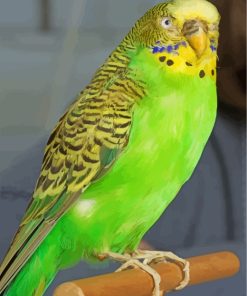 Cute Budgie Bird paint by numbers