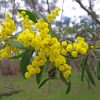 Yellow Wattle Plant paint by numbers