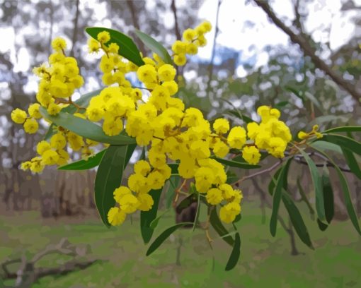 Yellow Wattle Plant paint by numbers