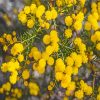 Yellow Wattle paint by numbers