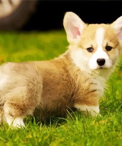Beautiful Corgis Puppy paint by numbers