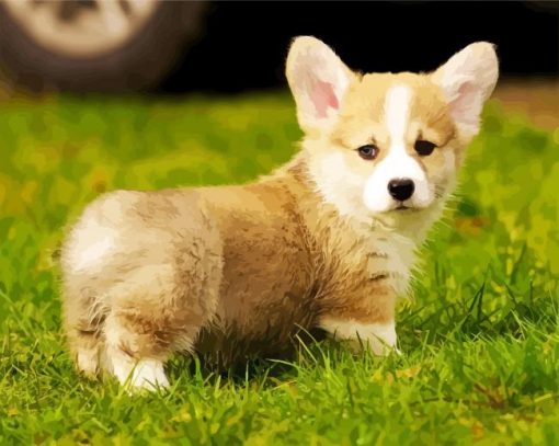 Beautiful Corgis Puppy paint by numbers