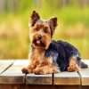 Cute Yorkie Dog paint bynumbers
