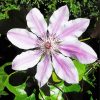 Aesthetic Clematis paint by numbers