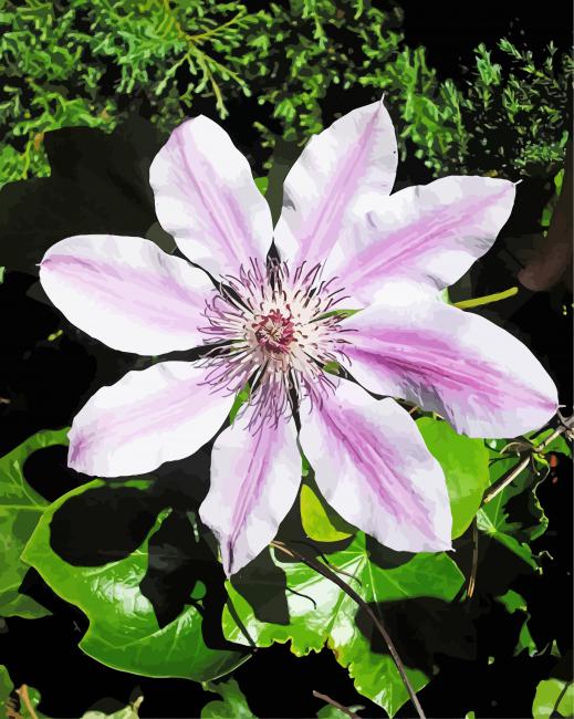 Aesthetic Clematis paint by numbers