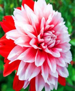 White Pink Dahlia Flower paint by numbers