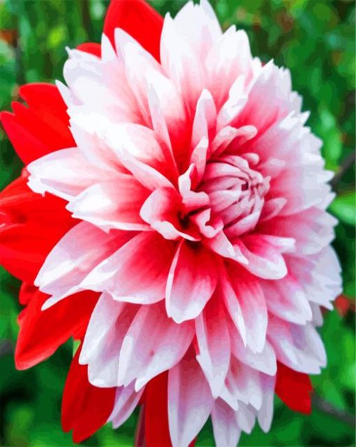 White Pink Dahlia Flower paint by numbers