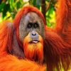 Orangutan Animal paint by numbers
