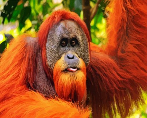 Orangutan Animal paint by numbers
