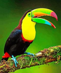Colorful Tucan Bird paint by numbers