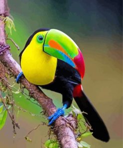 Aesthetic Tucan Bird paint by numbers