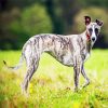 Aesthetic Whippet Dog paint by numbers