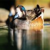 Aesthetic Wigeon paint by numbers