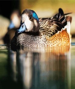 Aesthetic Wigeon paint by numbers