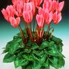Beautiful Pink Cyclamens paint by numbers