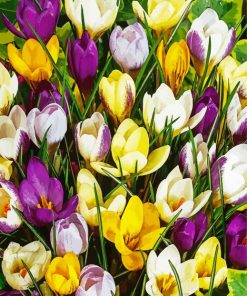 Beautiful Crocus paint by numbers