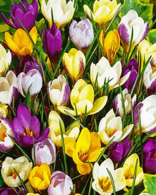 Beautiful Crocus paint by numbers