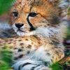 Baby Cheetah Cub paint by numbers