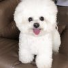 Bichon Frise Dog paint by numbers