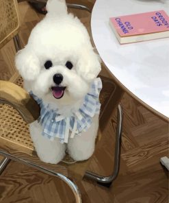 Bichon Frise With Dress paint by numbers