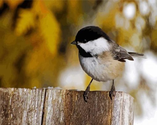 Black And White Chickadee paint by numbers