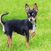 Black Chihuahua Dog paint by numbers