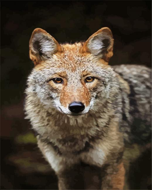 Brown Coyote Animal paint by numbers