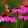 Butterfly On Coneflowers paint by numbers
