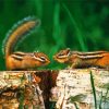 Chipmunks Animals paint by numbers