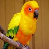 Sun Conure Bird On Branch paint by numbers