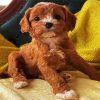 Cute Cavoodle paint by numbers