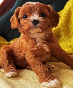 Cute Cavoodle paint by numbers