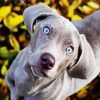 Cute Weimaraner Puppy paint by numbers