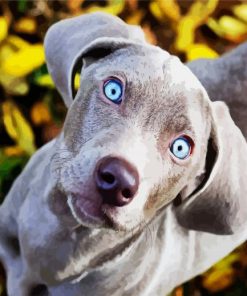 Cute Weimaraner Puppy paint by numbers