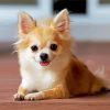 Cute Chihuahua Dog paint by numbers
