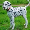 Cute Dalmatian Dog paint by numbers