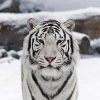 Whitetiger Animal paint by numbers